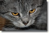 Фотография: Остальные Кошки